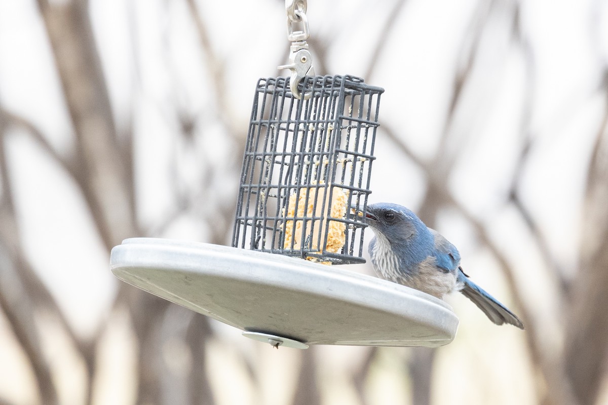 Geai de Woodhouse (groupe woodhouseii) - ML644374512