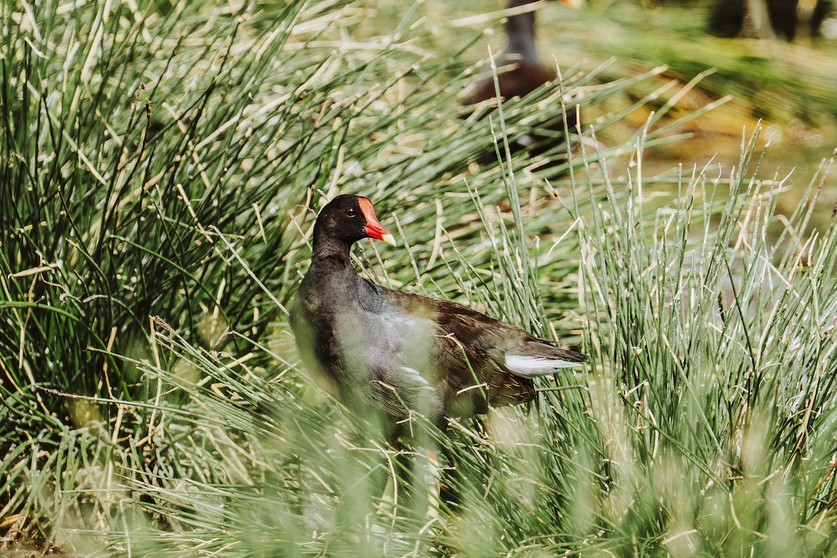 Gallinule d'Amérique - ML644374514