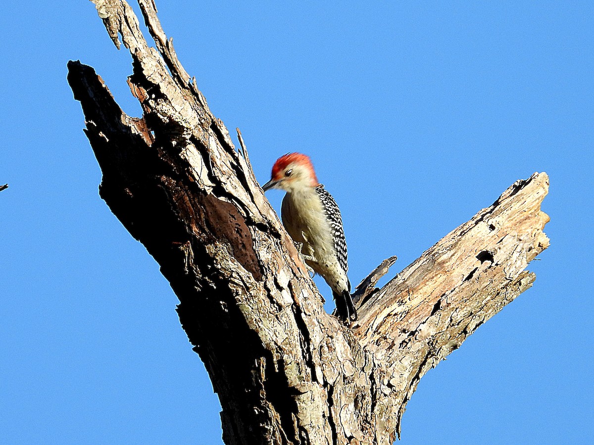 Pic à ventre roux - ML644374515