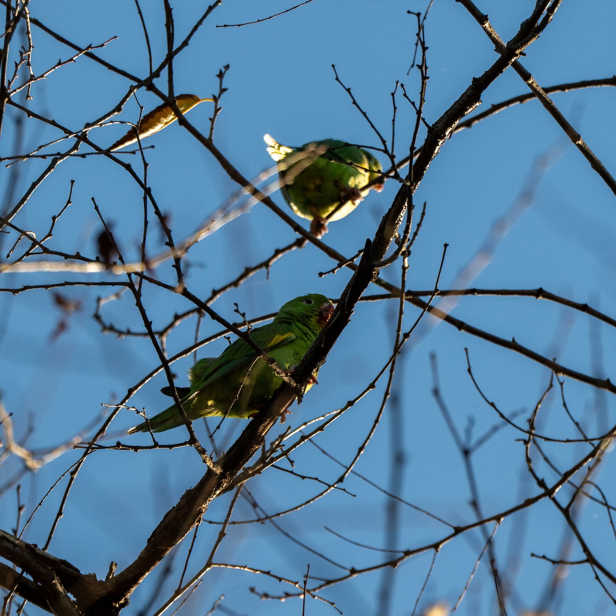 Toui à ailes jaunes - ML644374519