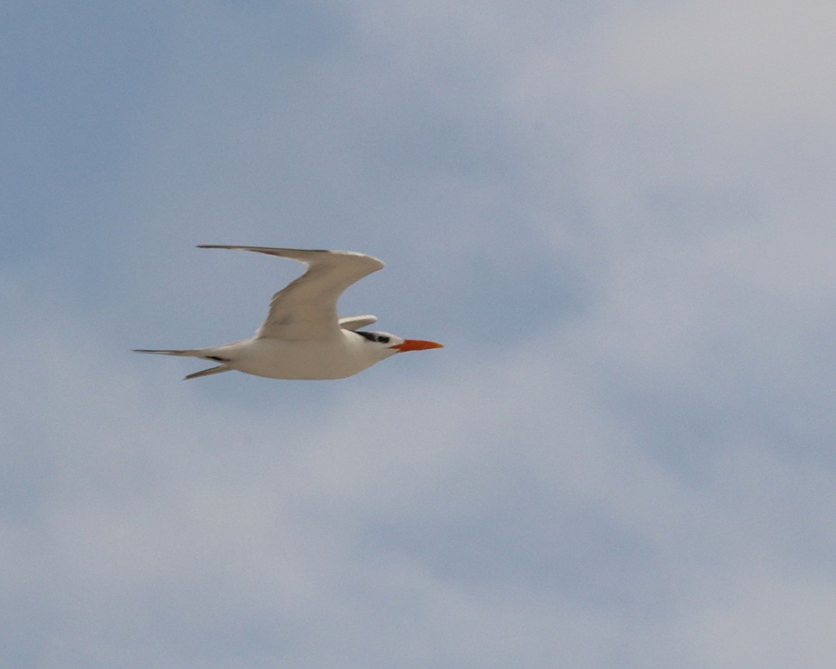 Sterne royale - ML644374520