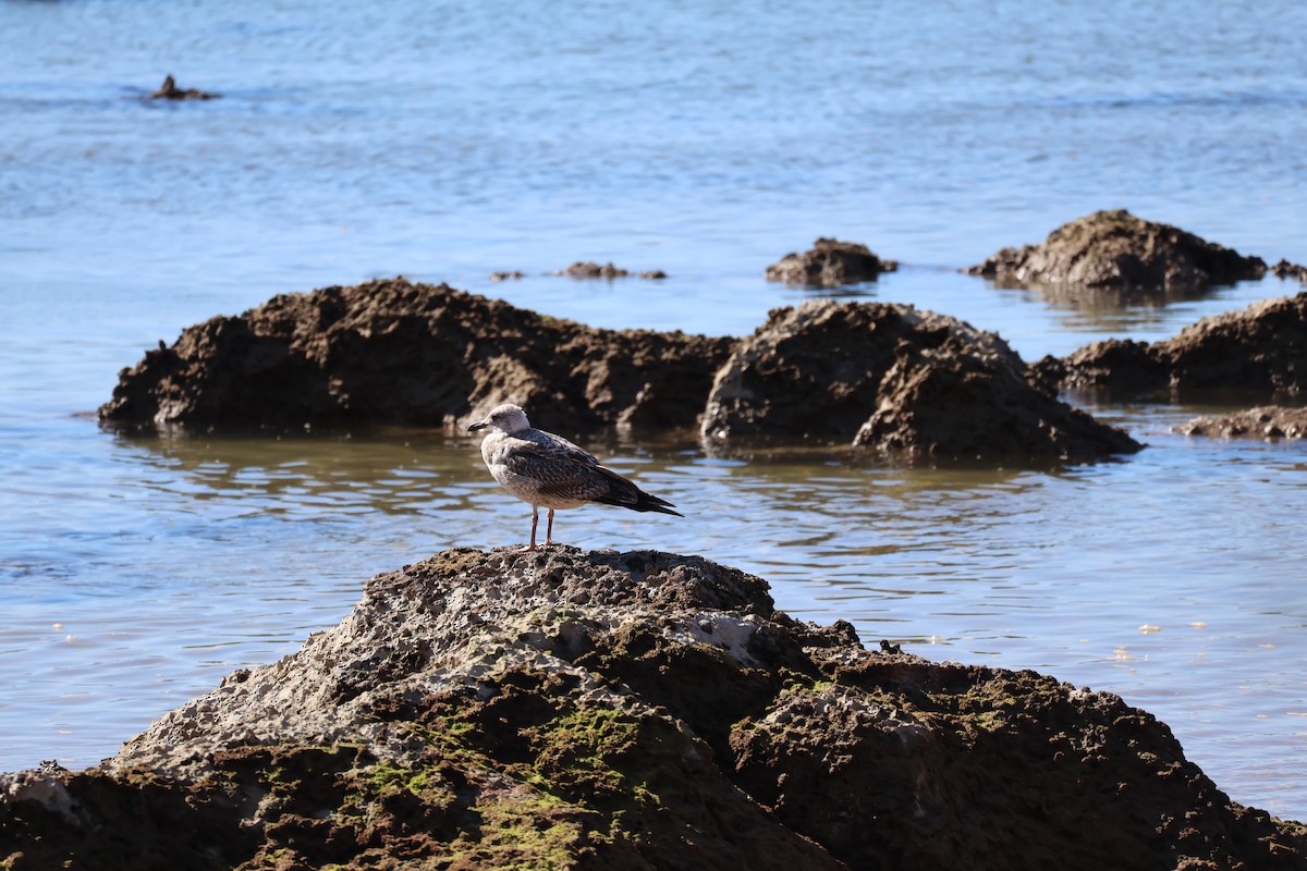 Goéland leucophée ou G. brun - ML644374521