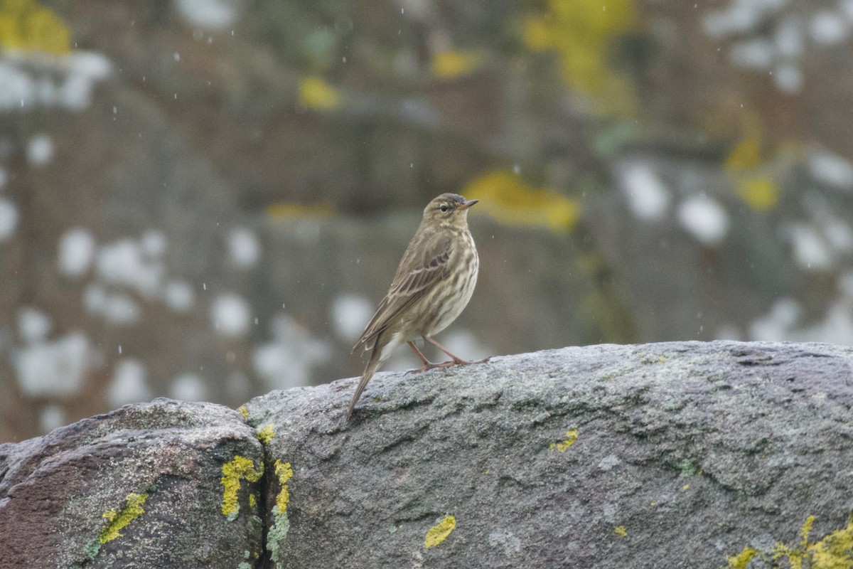 Pipit maritime - ML644374522