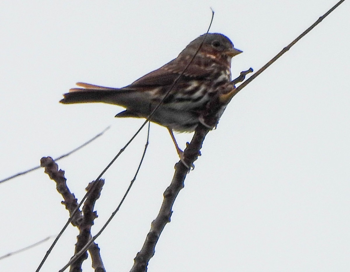 Bruant fauve - ML644374526