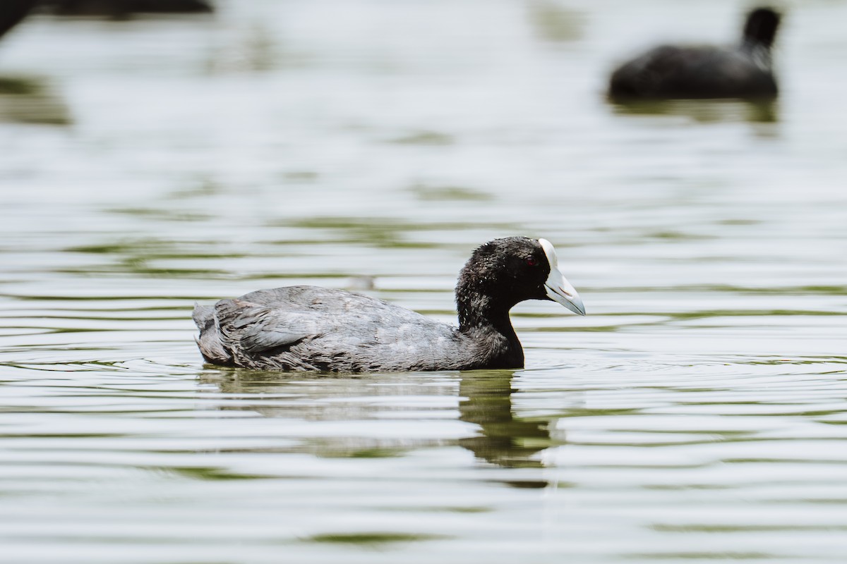 Foulque ardoisée - ML644374527