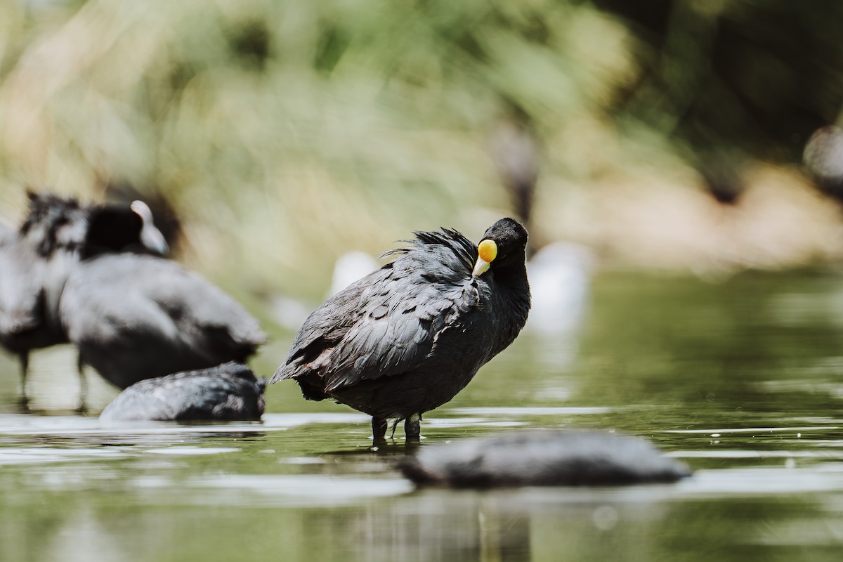 Foulque ardoisée - ML644374528