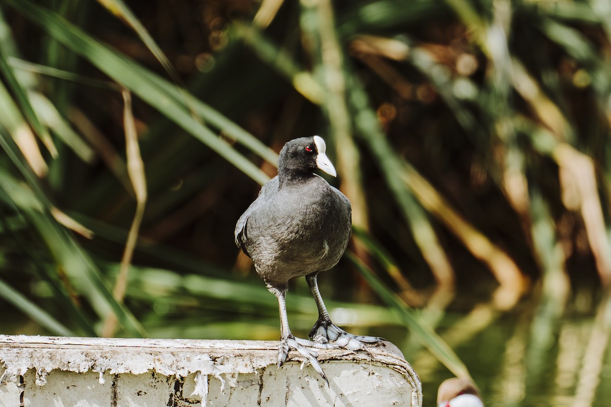 Foulque ardoisée - ML644374529
