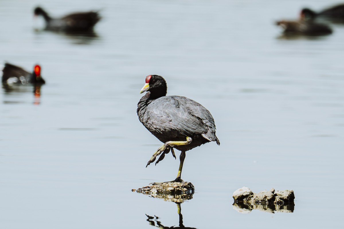 Foulque ardoisée - ML644374530