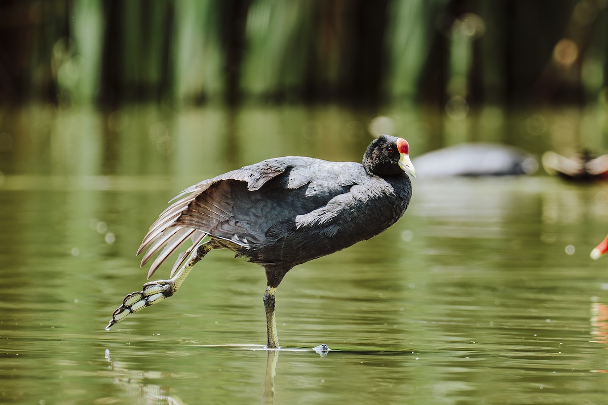 Foulque ardoisée - ML644374531