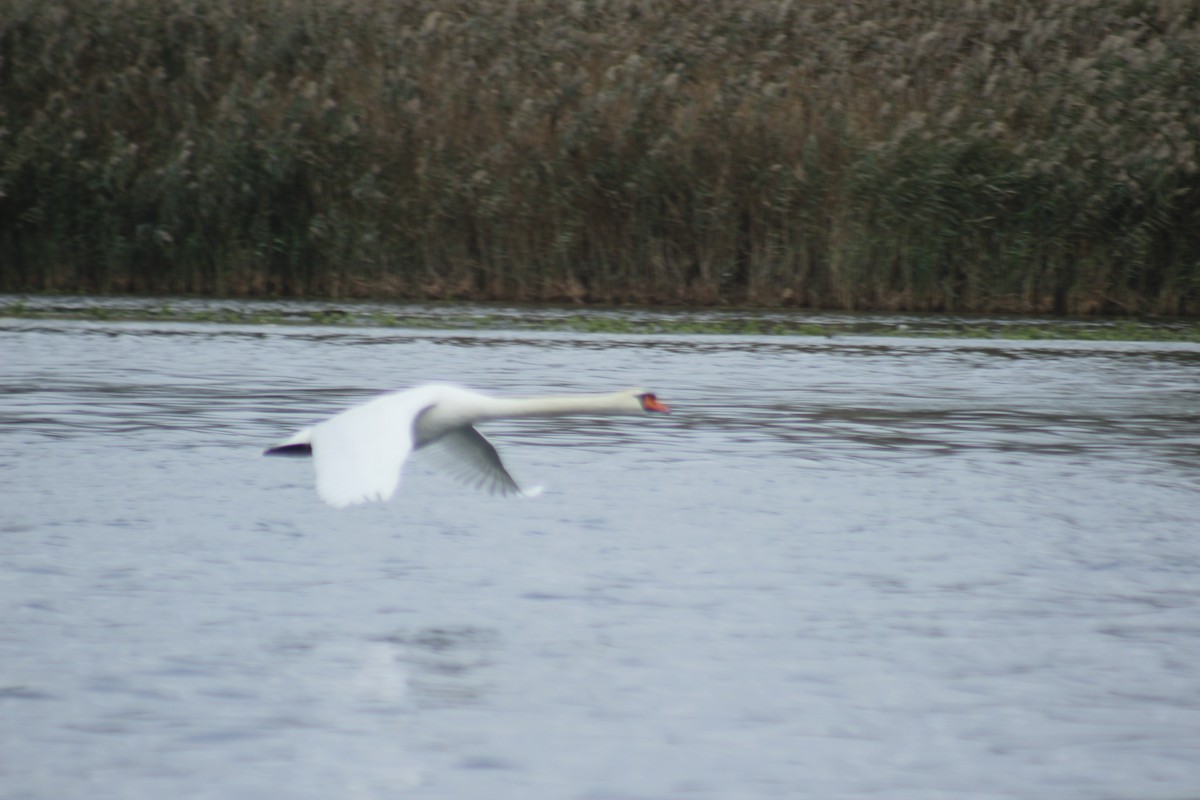 Cygne tuberculé - ML644374532