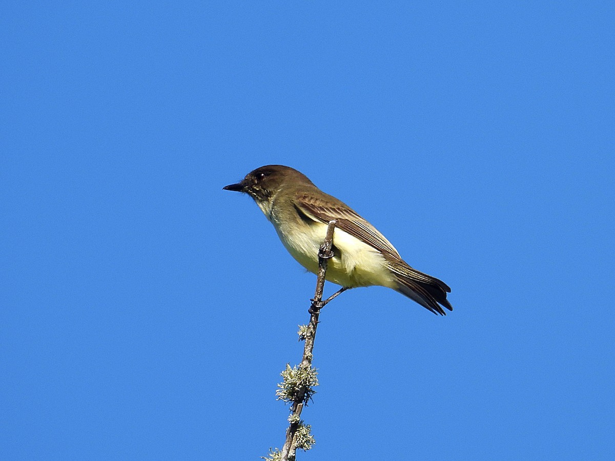 Moucherolle phébi - ML644374534