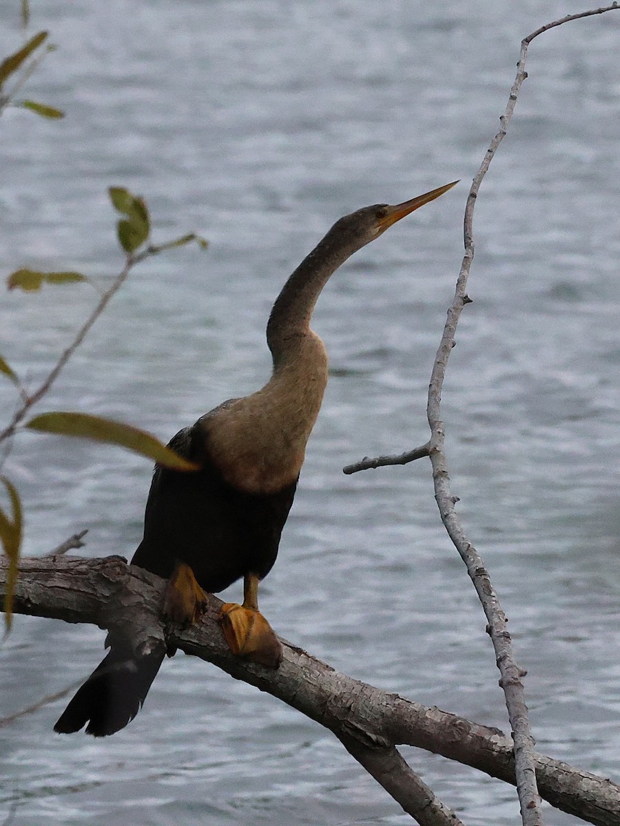 Anhinga d'Amérique - ML644374535