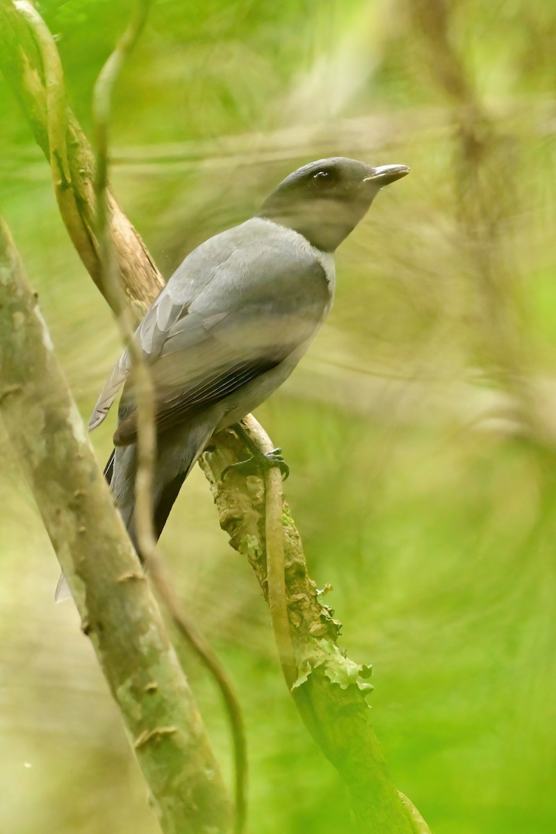 Échenilleur malgache - ML644374536