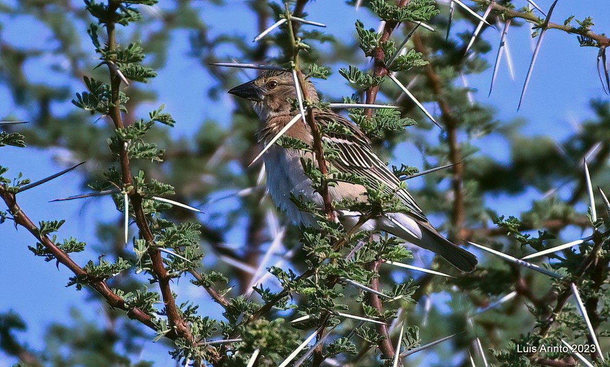 Tisserin roux - ML644374537