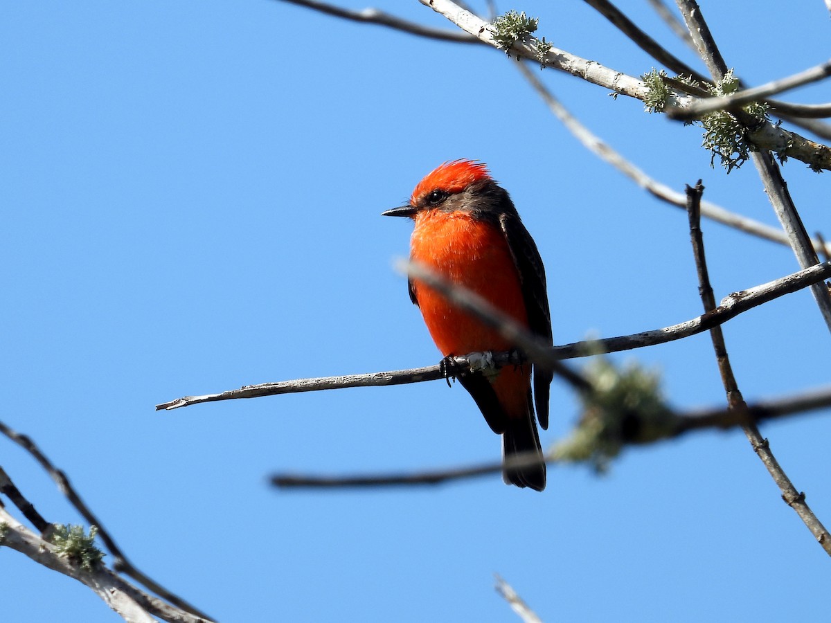 Moucherolle vermillon - ML644374541