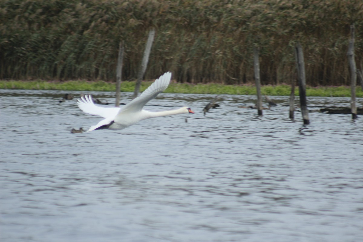 Cygne tuberculé - ML644374542