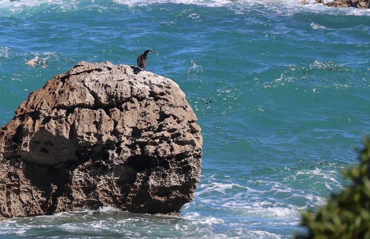 Cormoran huppé - ML644374543