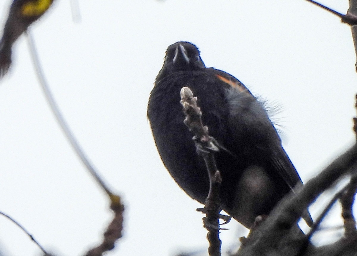 Carouge à épaulettes - ML644374544