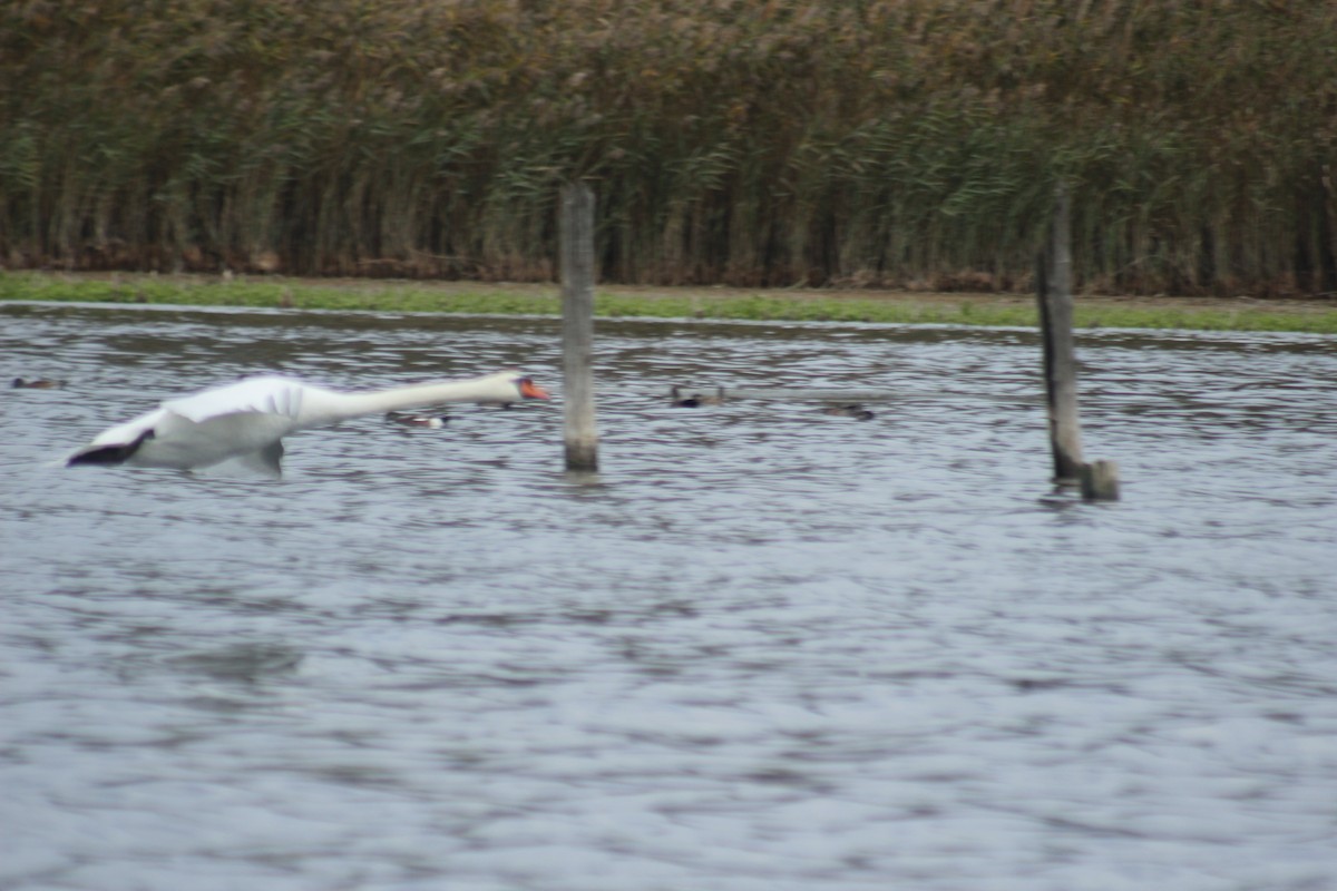 Cygne tuberculé - ML644374545