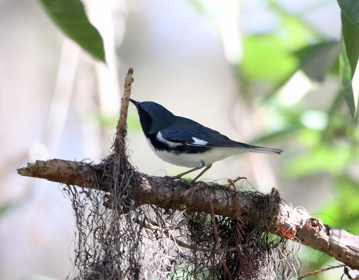 Black-throated Blue Warbler - ML644374547