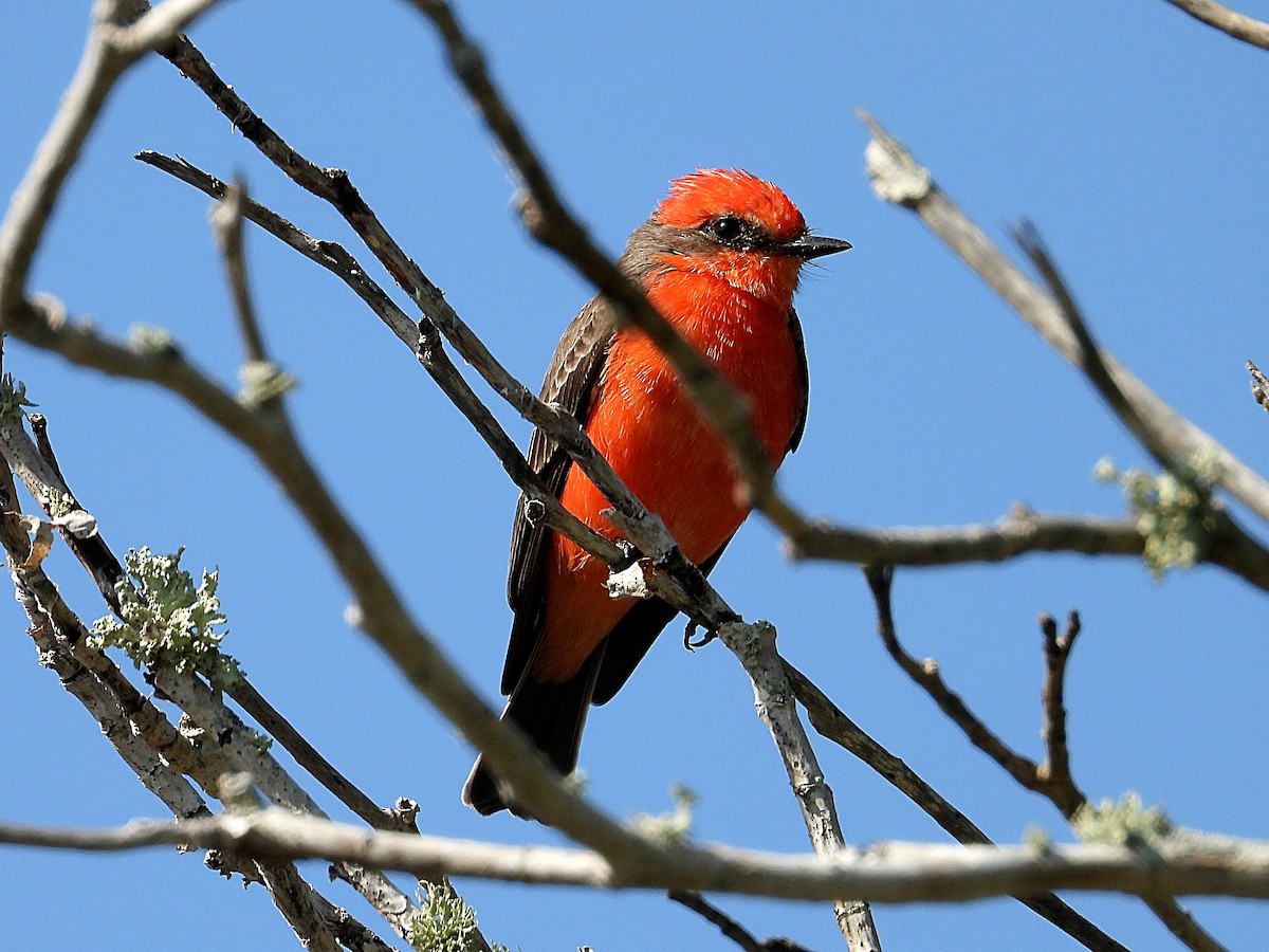 Moucherolle vermillon - ML644374548