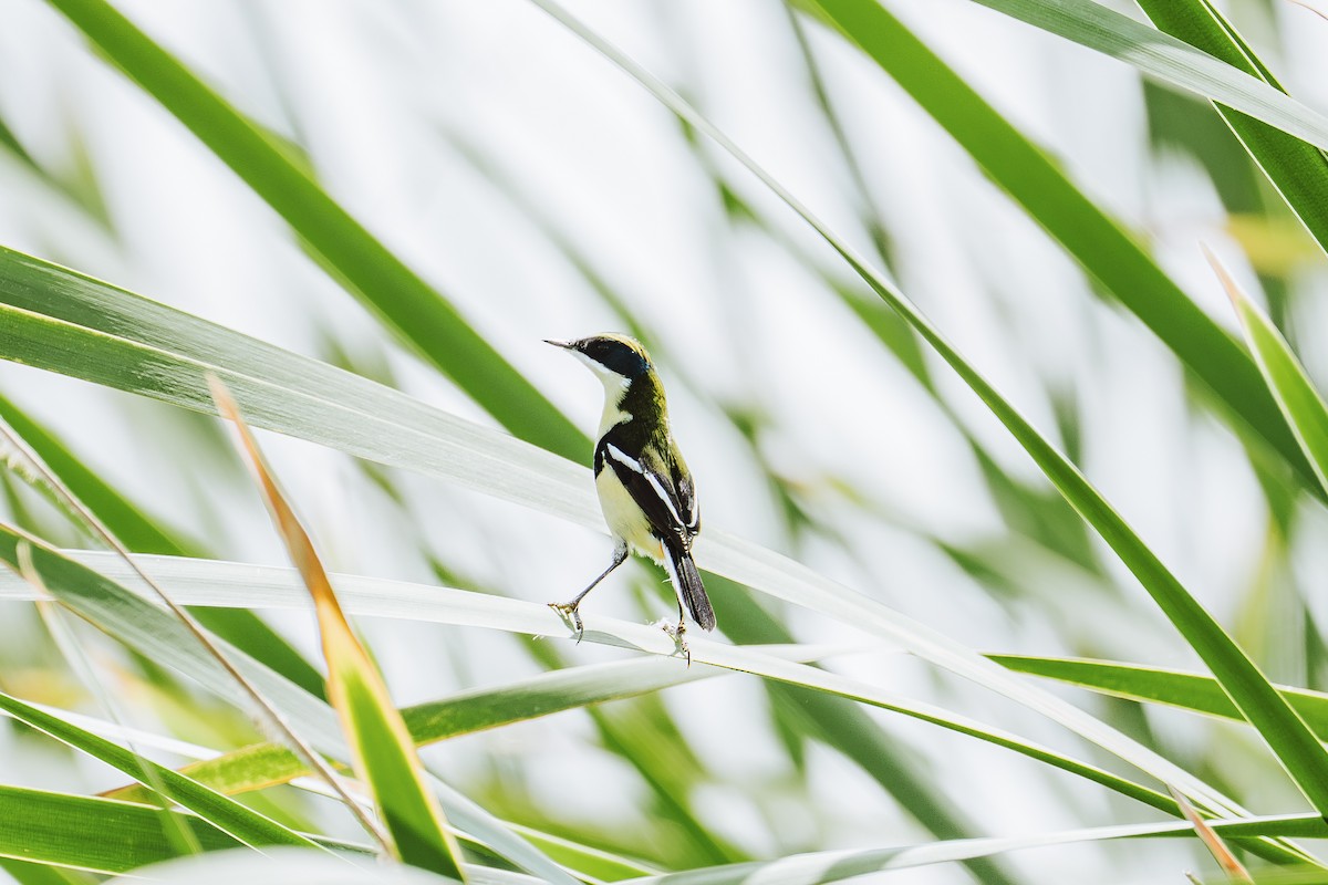 Many-colored Rush Tyrant - ML644374562