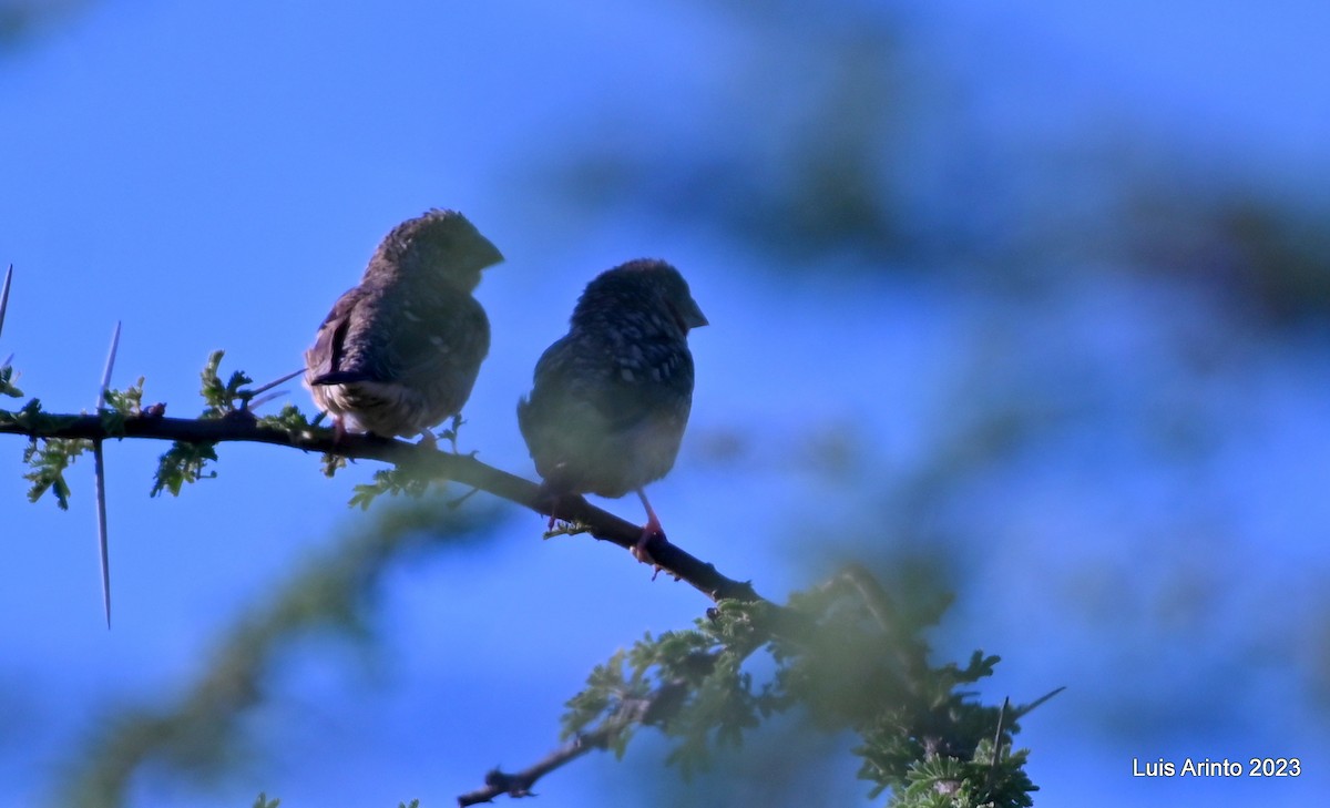 Cut-throat - ML644374570