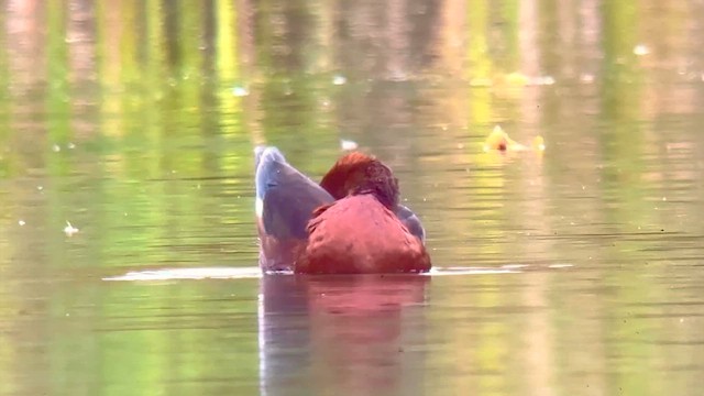 Ferruginous Duck - ML644374576
