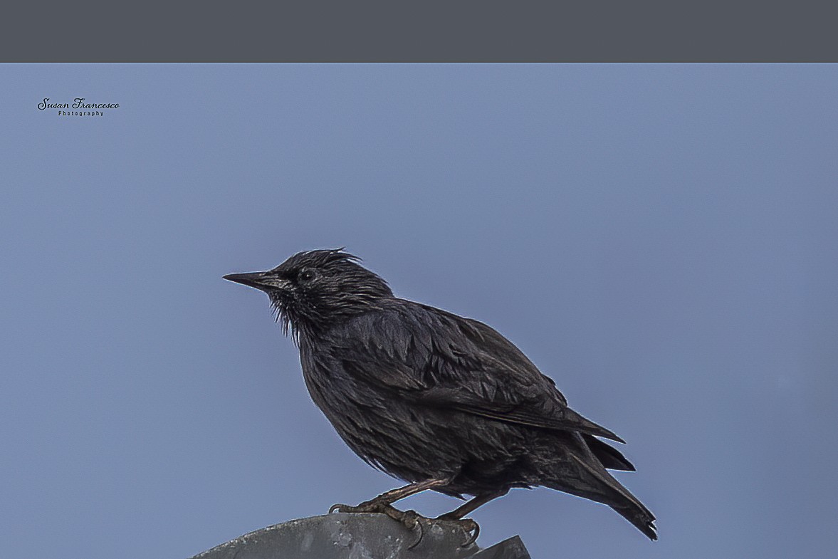 Einfarbstar - ML644374577