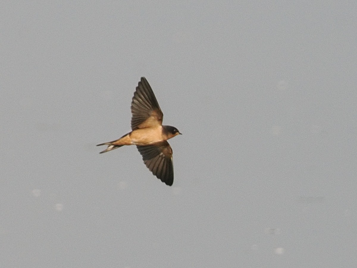 Barn Swallow - ML644374578