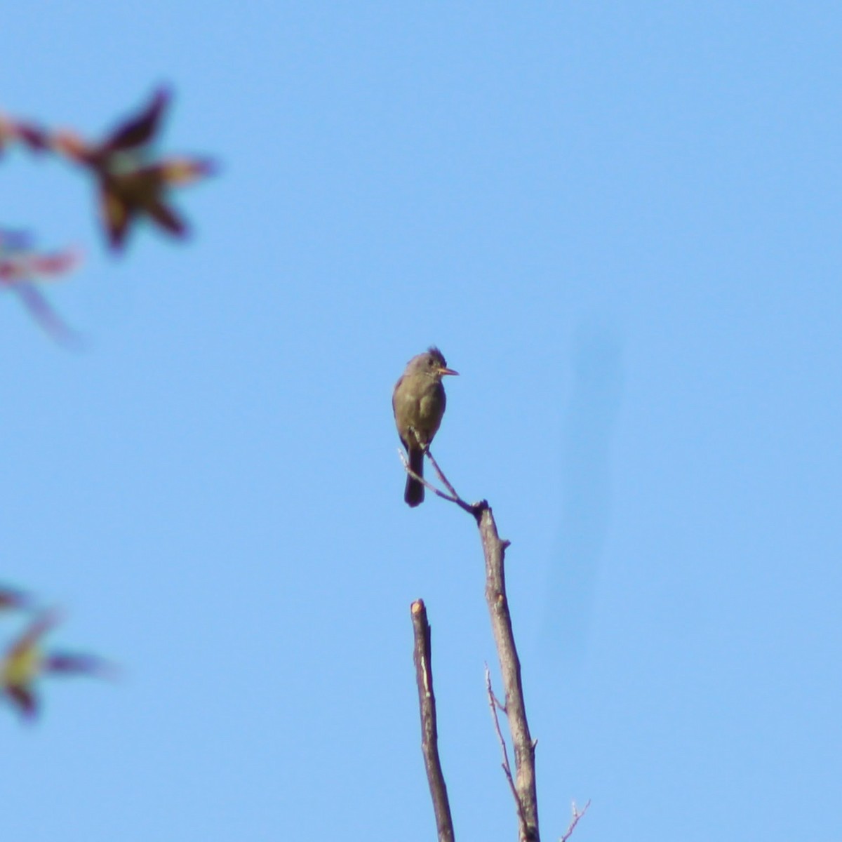 Greater Pewee - ML644374582