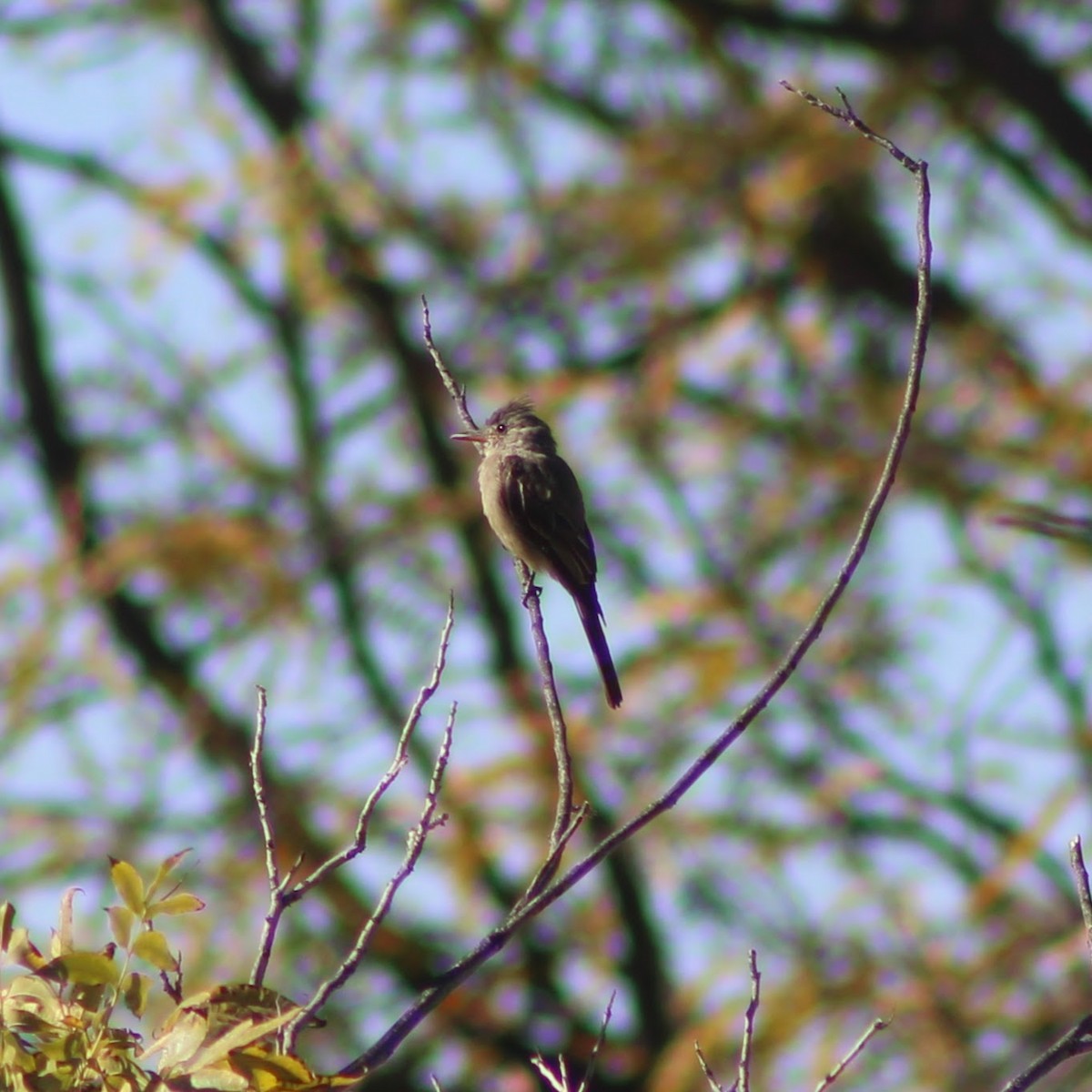 Greater Pewee - ML644374583