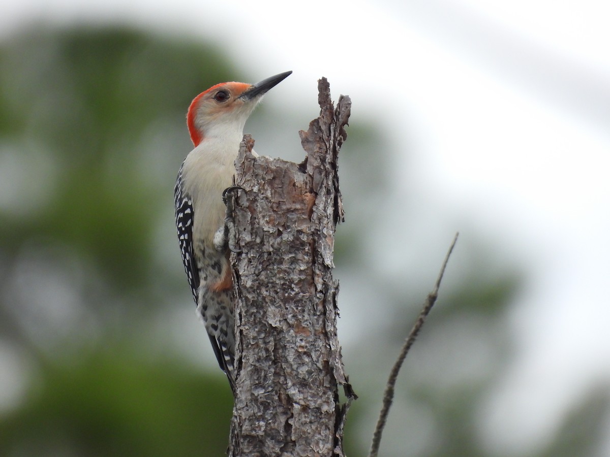 datel karolínský - ML644374595