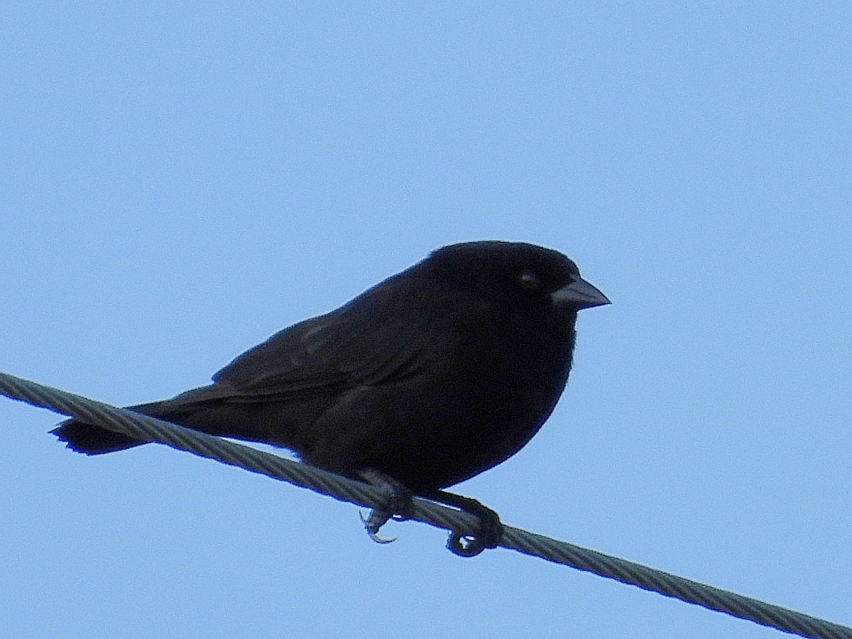 Bronzed Cowbird - ML644374606