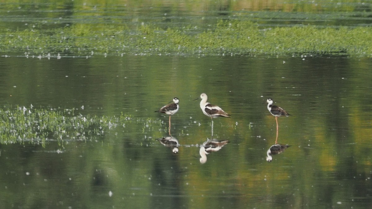 American Avocet - ML644374610