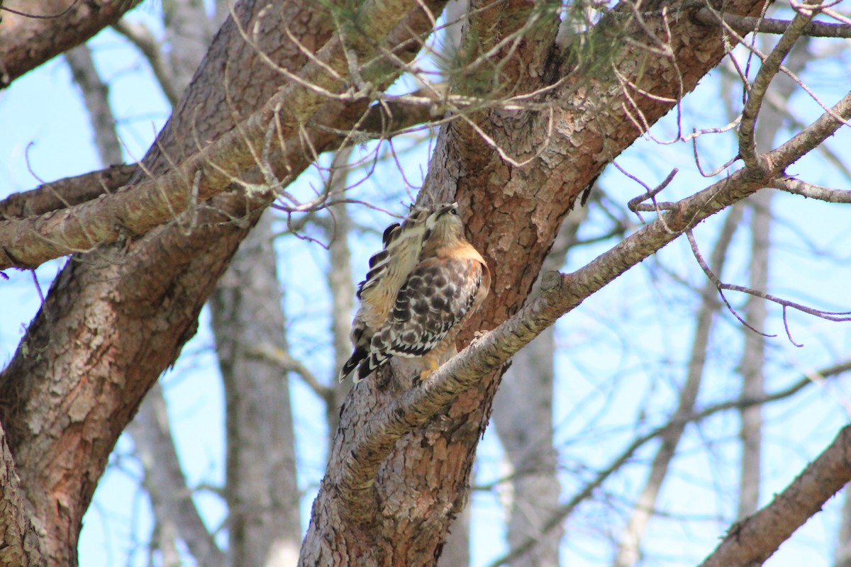 Red-shouldered Hawk - ML644374617