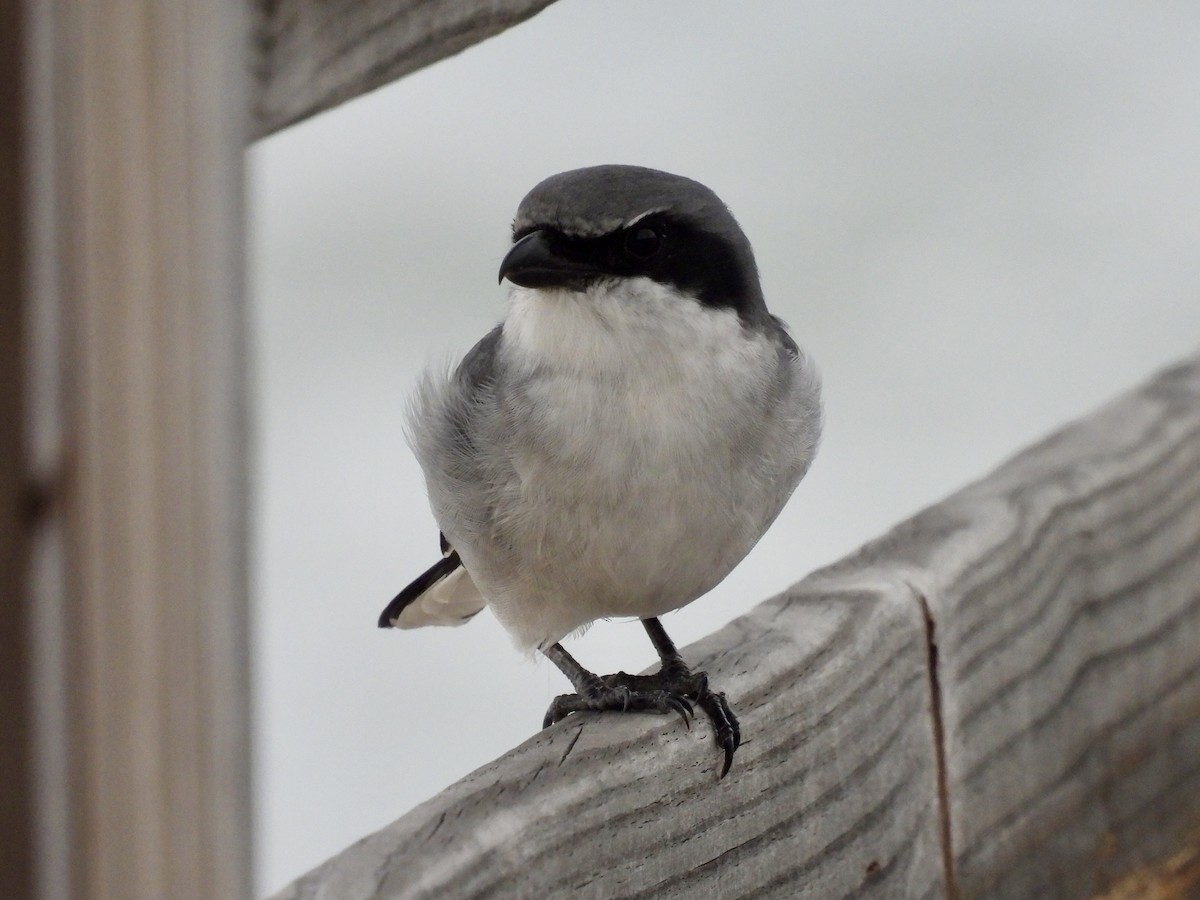 ťuhýk americký - ML644374618