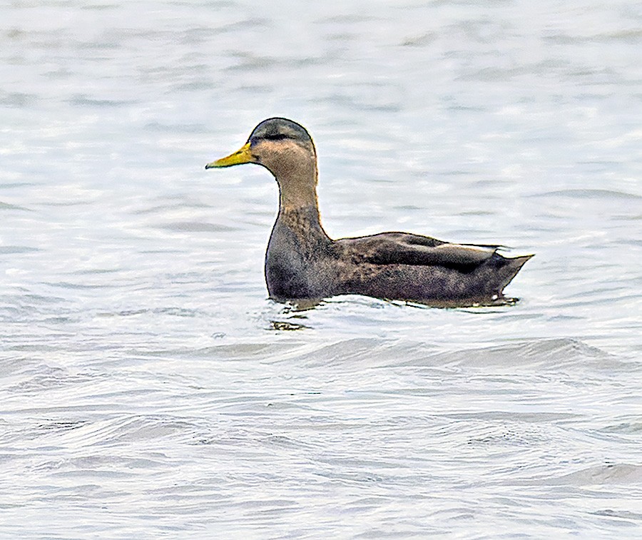 American Black Duck - ML644374619