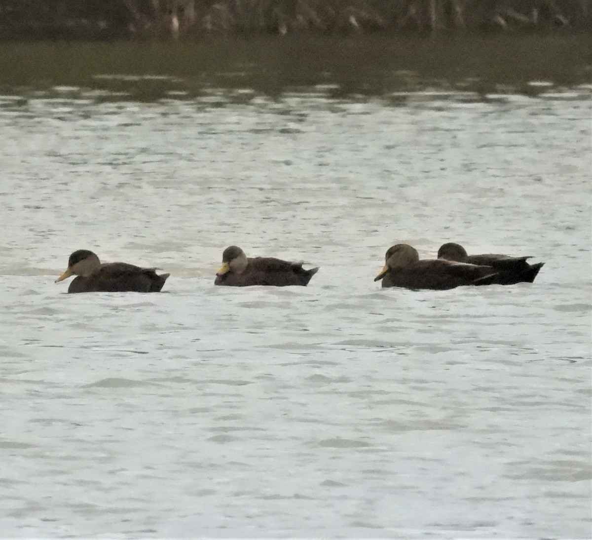 American Black Duck - ML644374620