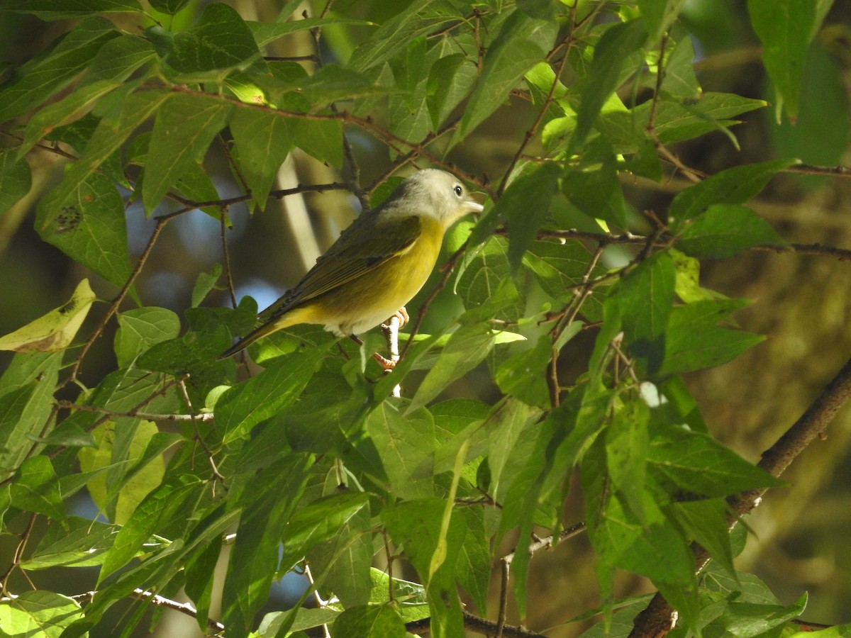 Nashville Warbler - ML644374636