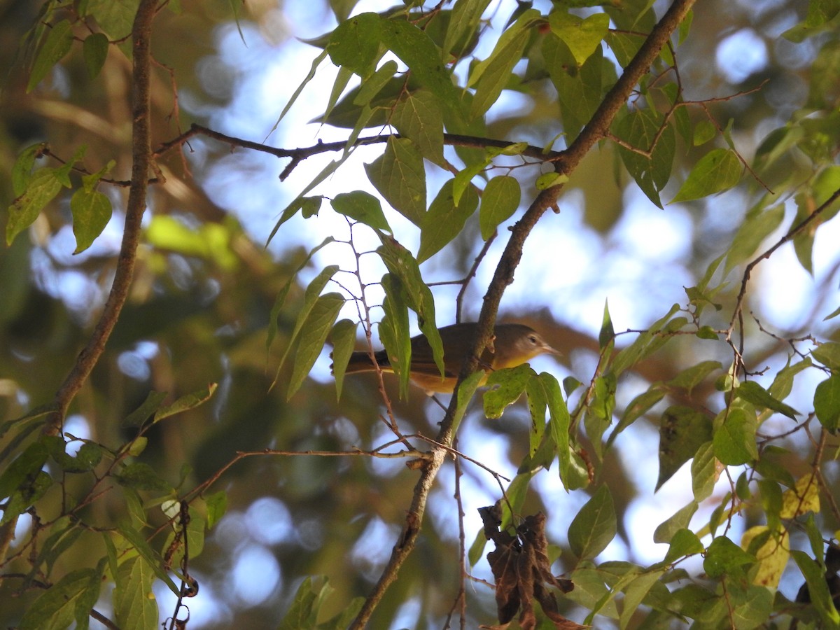 Nashville Warbler - ML644374637