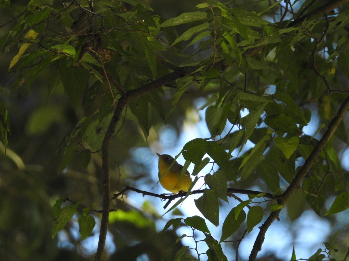 Nashville Warbler - ML644374639