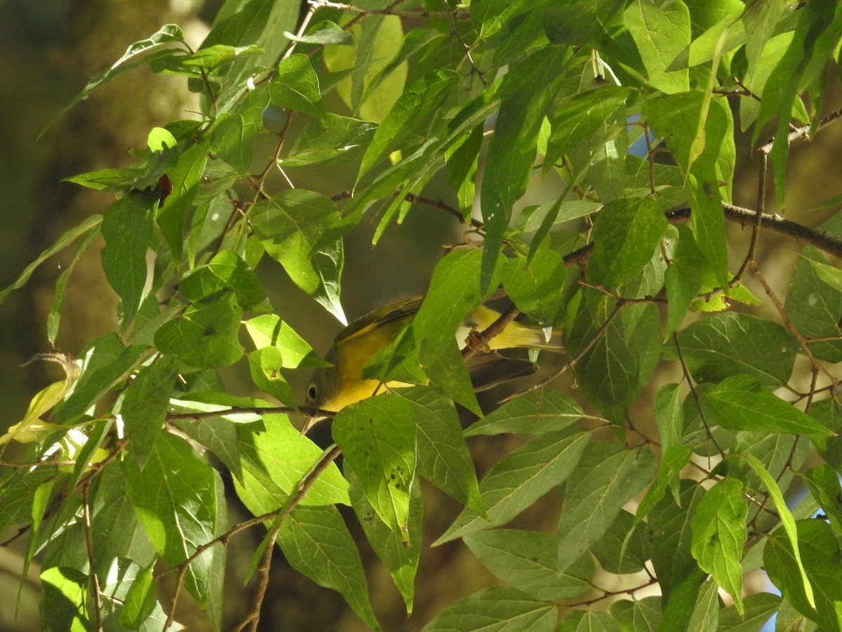 Nashville Warbler - ML644374640