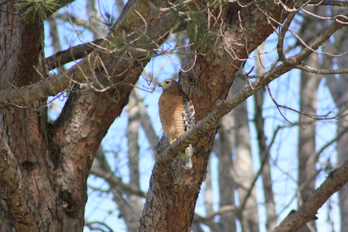 Red-shouldered Hawk - ML644374649