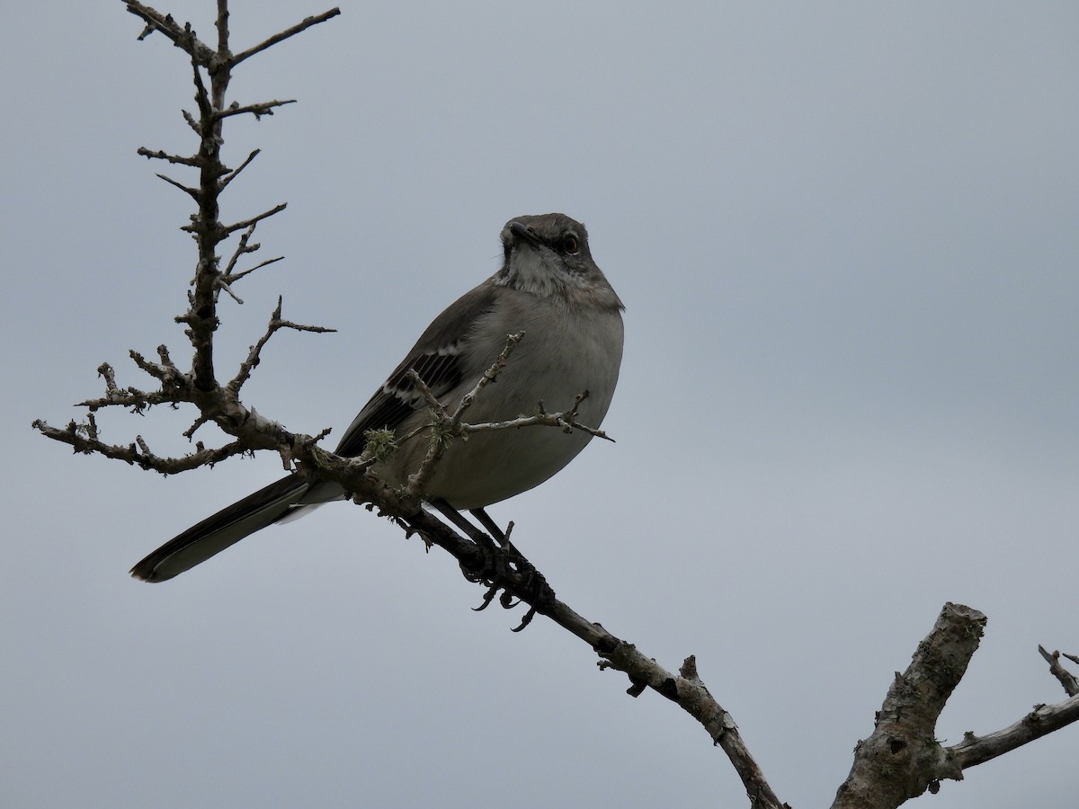 drozdec mnohohlasý - ML644374652