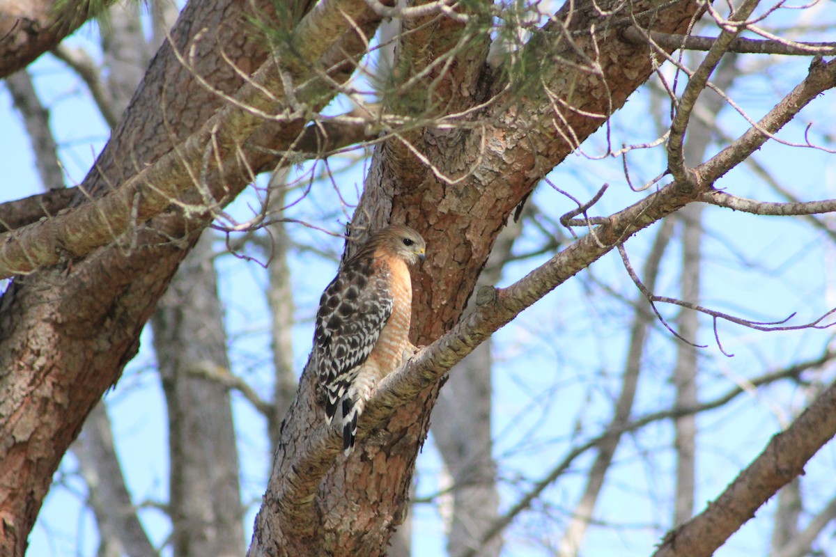Red-shouldered Hawk - ML644374663