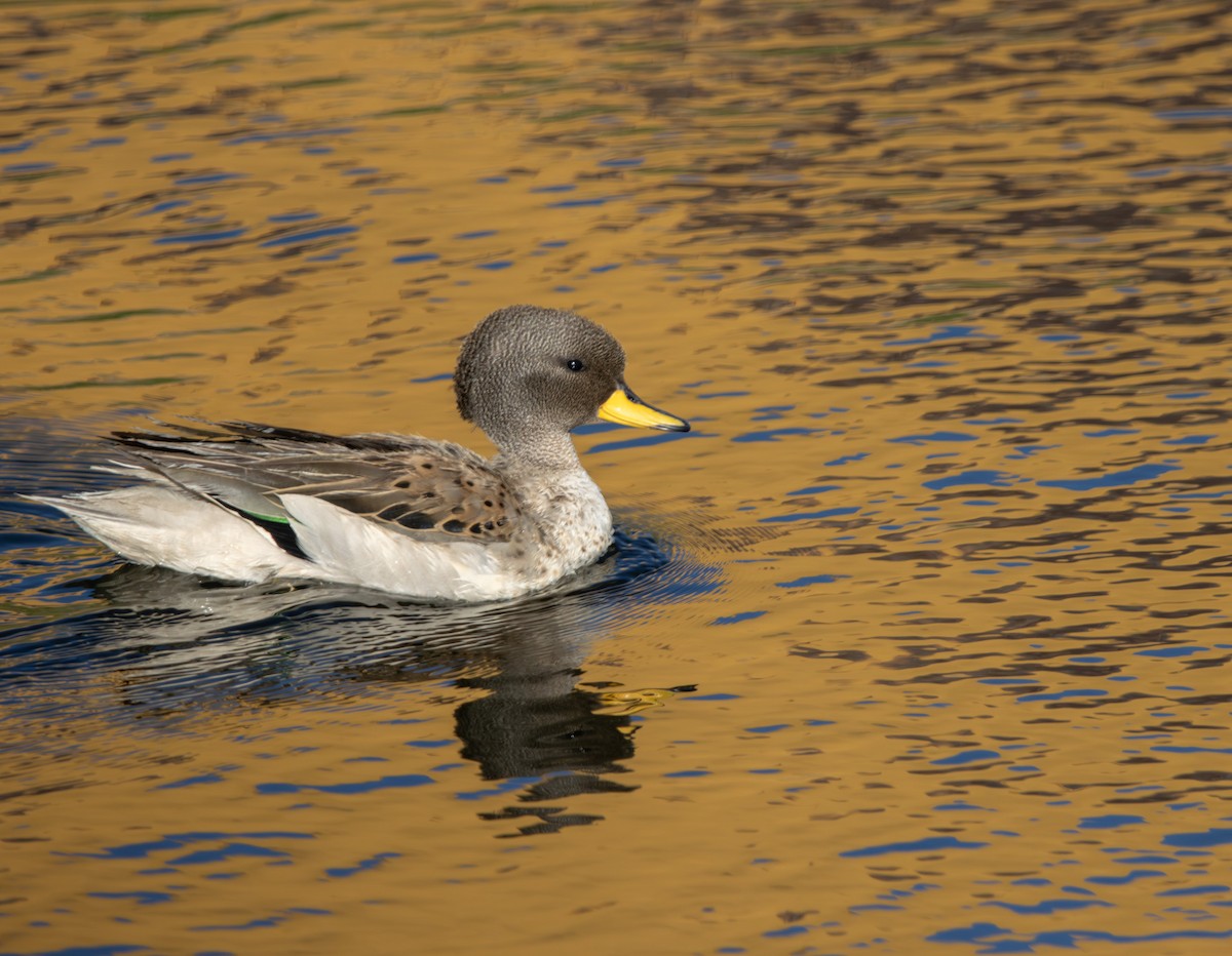 Sarcelle tachetée - ML644374665