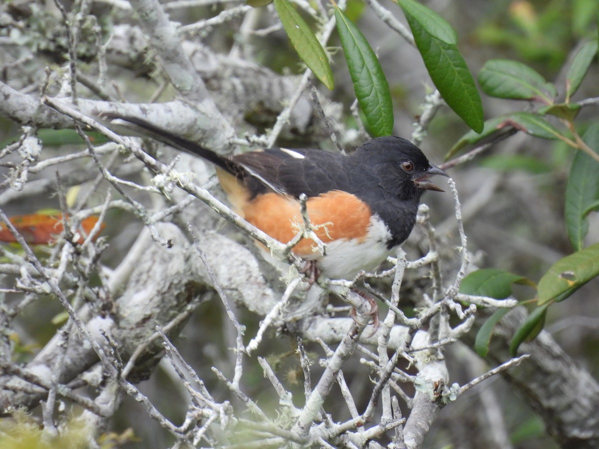 pipilo rudooký - ML644374668