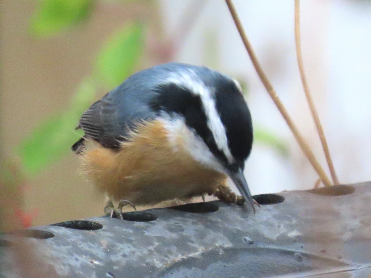 Red-breasted Nuthatch - ML644374670