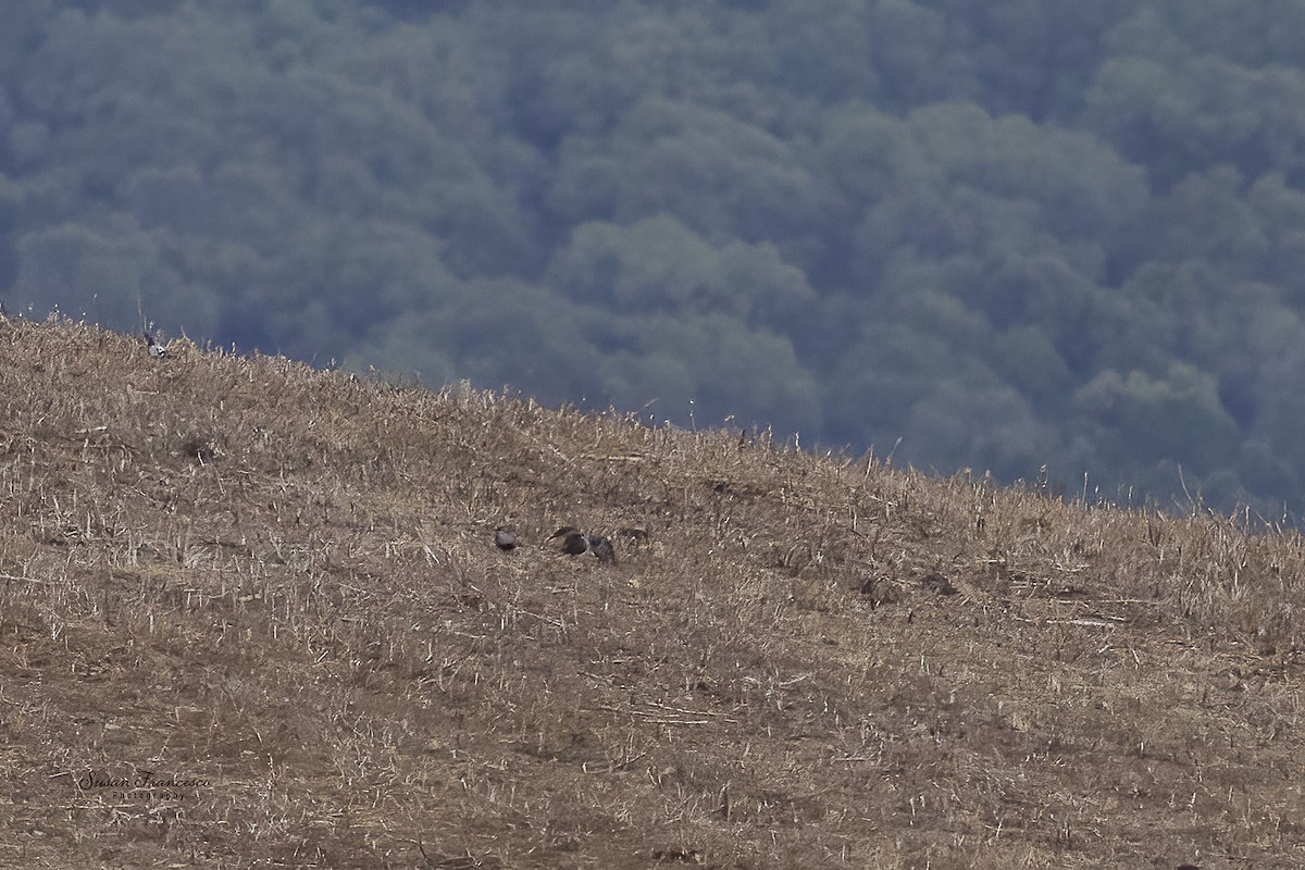 חוגלה אדמונית - ML644374674